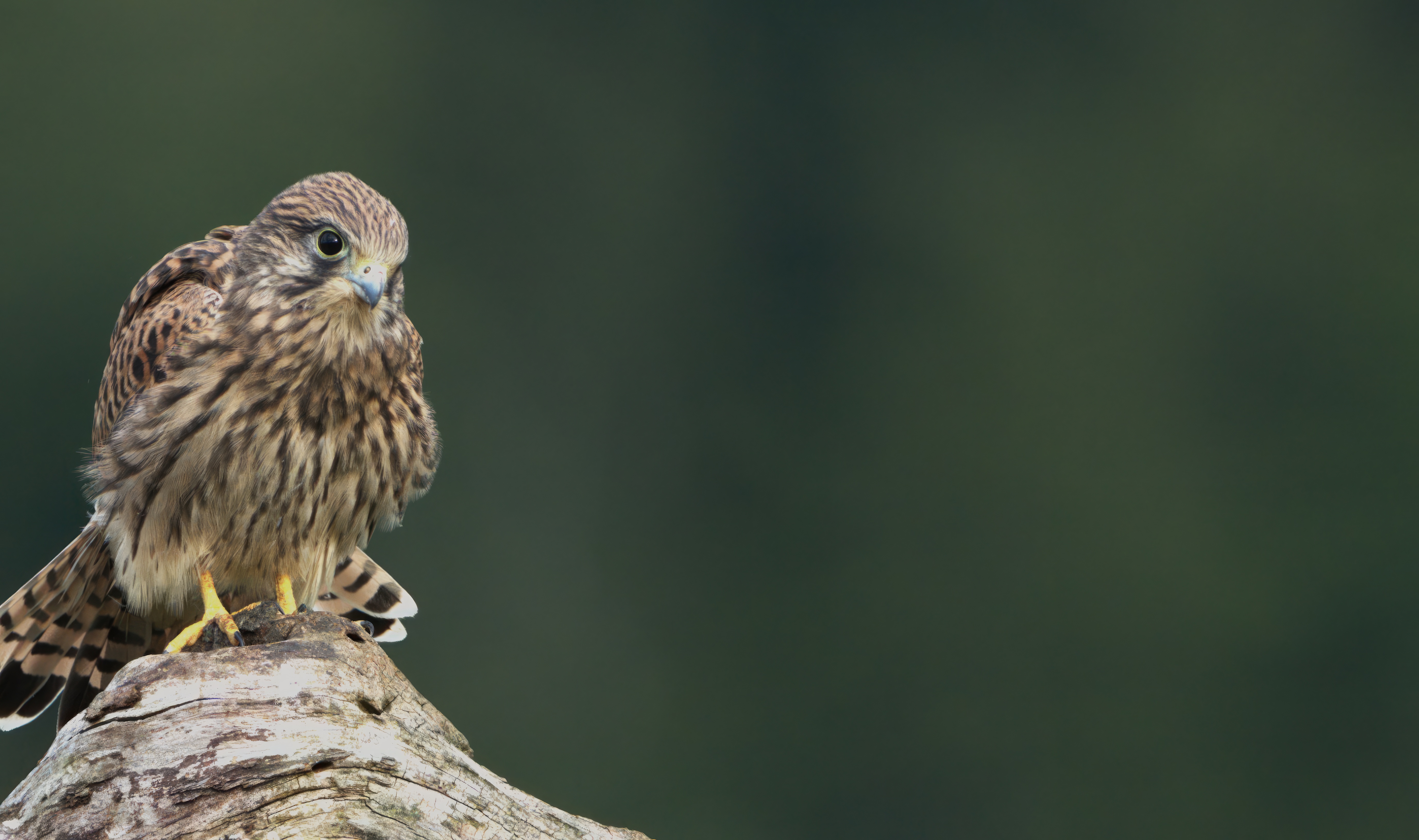 Junger Turmfalke auf einem alten Baum